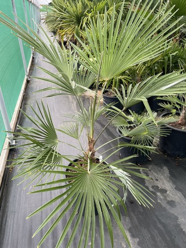 Trachycarpus fortunei - , x