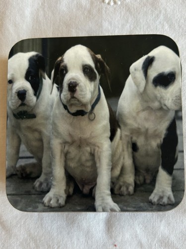 American bulldog dog drinks