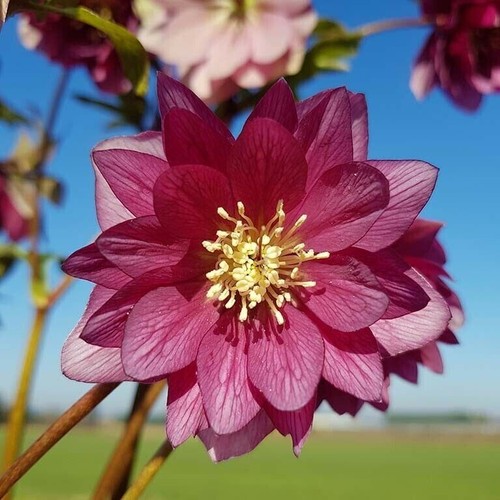 Hellebore double red plug - double,