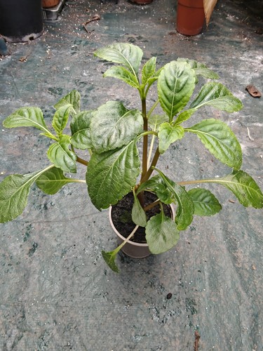 Impatiens niamniamensis parrot - impatiens,