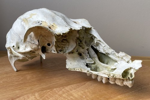Red deer partial skull - deer,