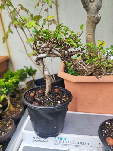 Chinese elm - chinese,