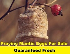 2 Fresh Picked Praying Mantis