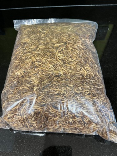 Dave bugs dried mealworms - dave's,
