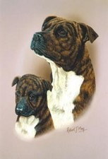 Robert J. May Head Study -