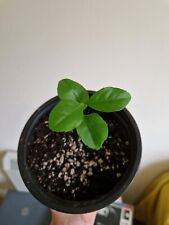 Lemon Tree, Citrus limon