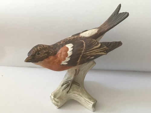 Goebel brambling pinson bird - brambling,