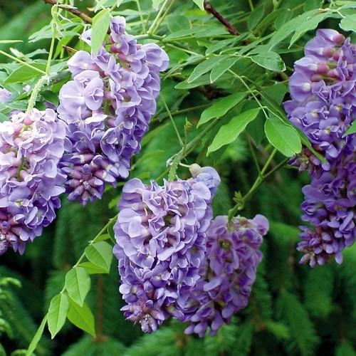 Wisteria frutescens amythyst - frutescens,