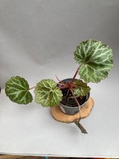 Saxifraga Stolonifera