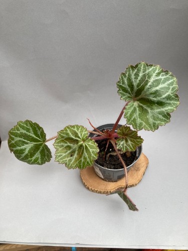 Saxifraga stolonifera - saxifraga,