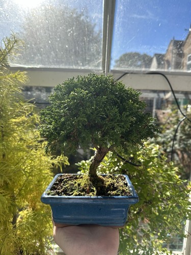 Chinese juniper bonsai tree - juniper,