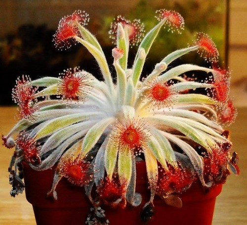 Pre sale drosera - pre-sale, falconeri