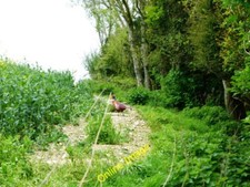 Photo 12x8 Duckpond at