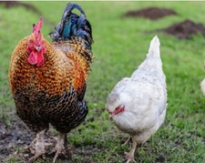 12 x FERTILE CHICKEN