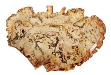 Petrified Fossil Wood SLICE