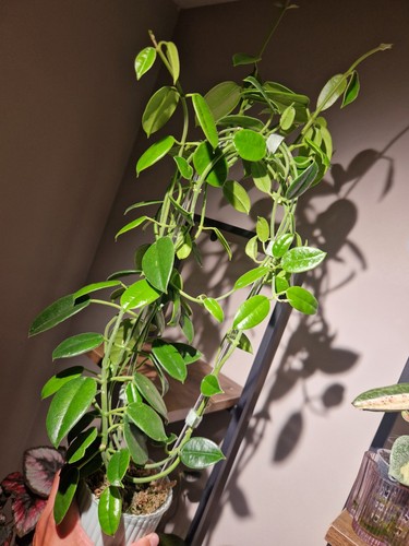 Hoya monette fresh at - cv, 💚