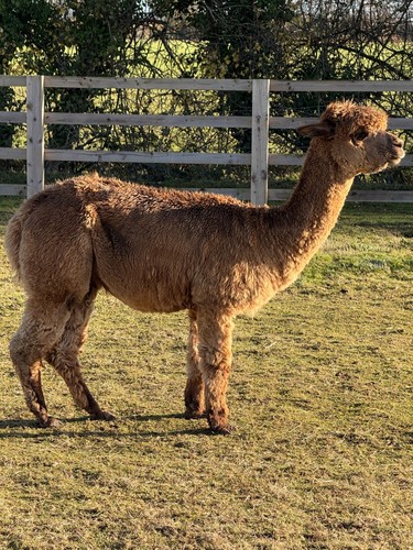 Eden fawn huacaya alpaca raw - eden's,
