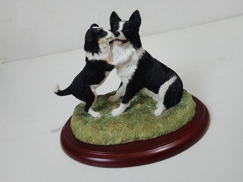 Border collie dogs - collie,