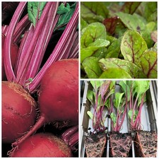 Beetroot Vegetable Plug Plants