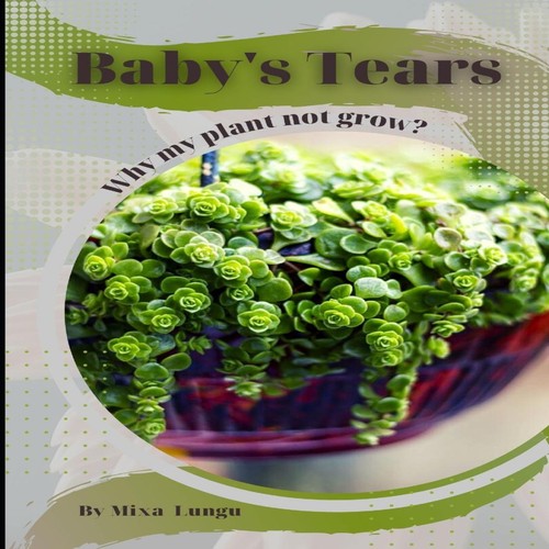 Baby tears why - my, plant