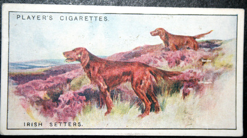Irish setter red - irish,