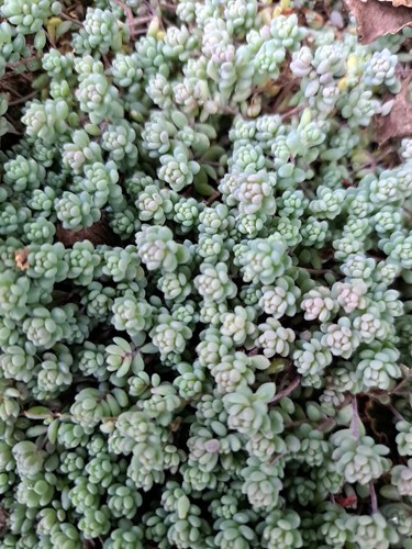 Grams dwarf sedum - of,