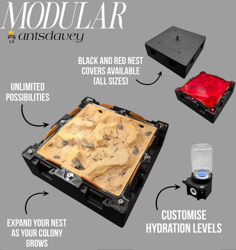Modular medium nest ant - 2:2, |