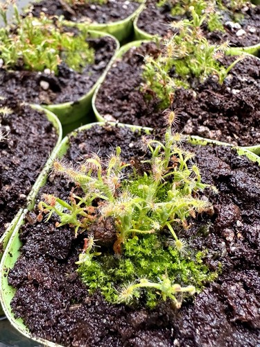 Drosera scorpioides pigmy - scorpioides,