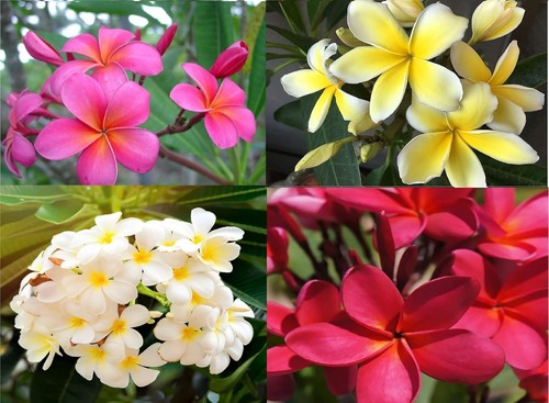 Hawaiian mixed plumeria - mixed,