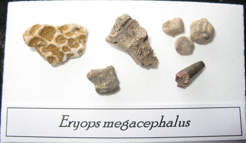 Permian eryops giant amphibian - eryops,