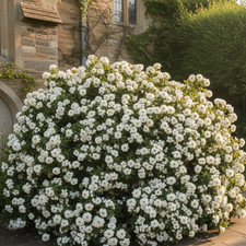 1 Large Plant - Choisya