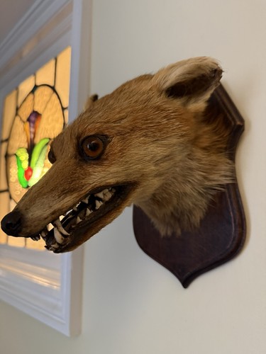 Taxidermy fox head - fox,