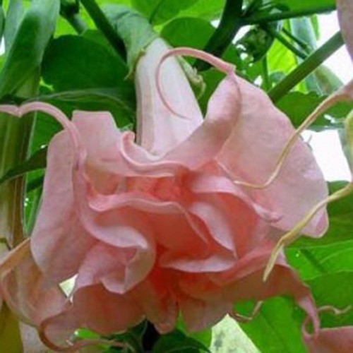 Brugmansia dalen pink amour - pink,