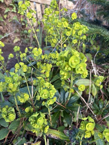 Euphorbia amygdaloides - euphorbia, amygdaloides/
