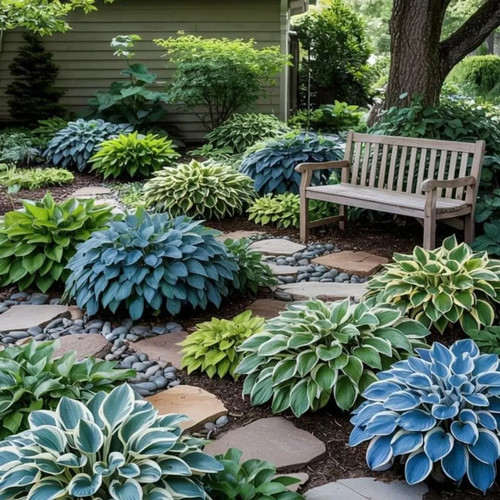 Hosta elata h fortunei x - hosta,