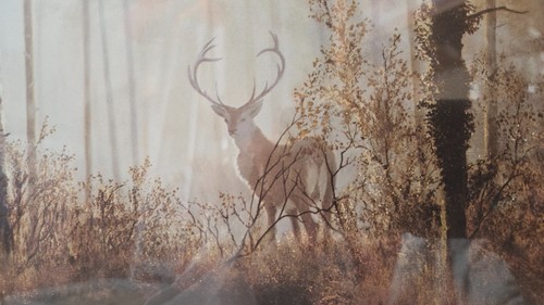Gerald coulson quiet forest - gerald,