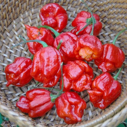 Chilli pepper trinidad - pepper, 'trinidad