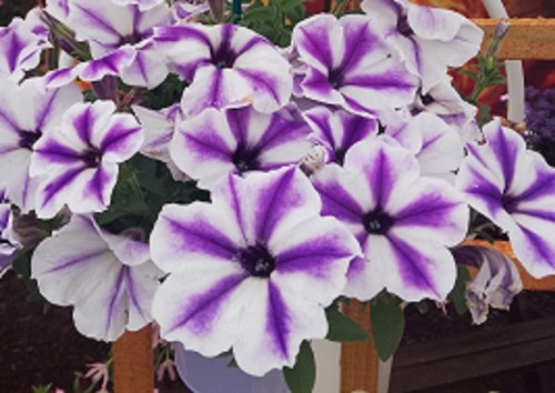 Trailing petunia surfinia - 6,
