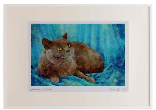 458024 british shorthair - british, blue