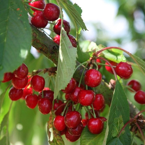 Cherry stella prunus - cherry, avium