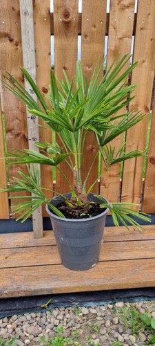 Thick trunk trachycarpus - trunk,