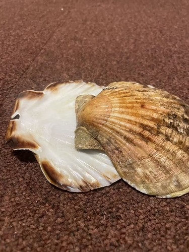 Pair large south coast scallop - coast,