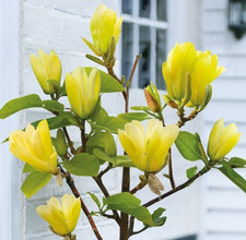 Magnolia Yellowbird XXL Large