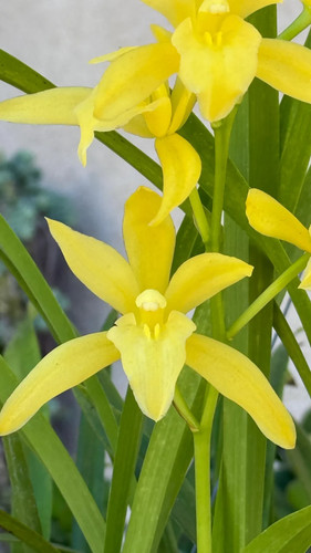 Cymbidium golden elf - golden,