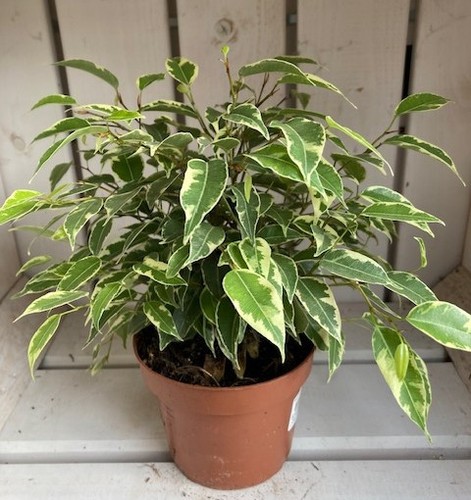 Ficus benjamina kinky - ficus,