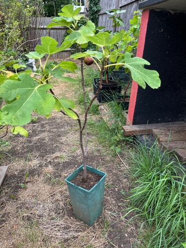 Fig tree brown - tree, turkey