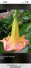 Brugmansia Georgia  Peach plant