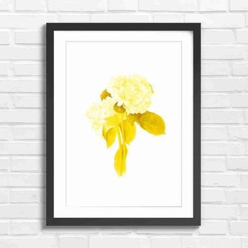 Elegant white hydrangea - white,