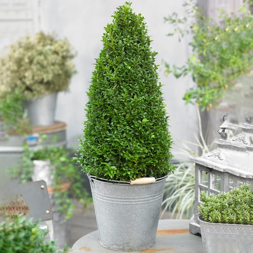Buxus boxwood pyramid - buxus, live