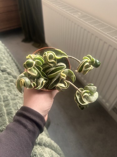 Hoya carnosa compacta - hoya,
